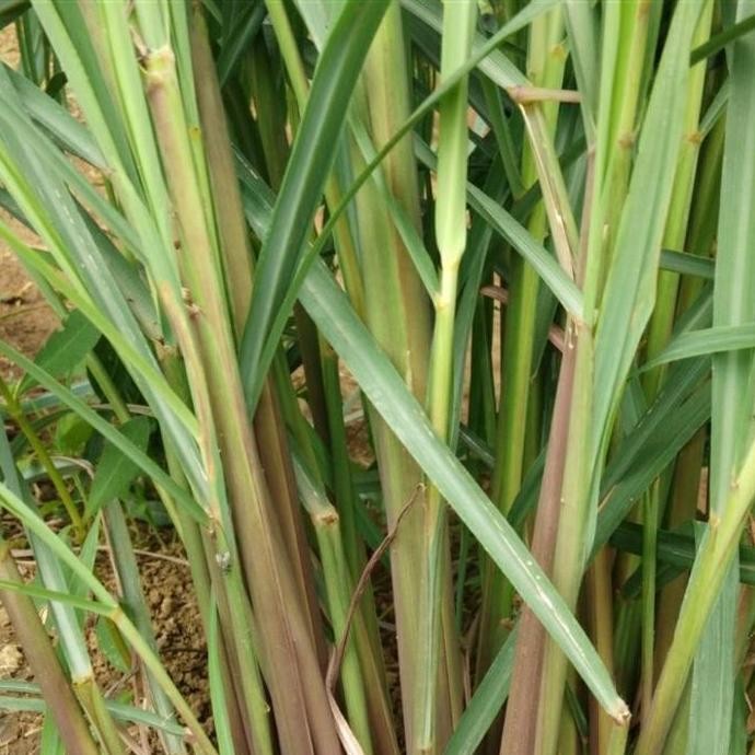 

Terlaris Bibit Sereh Wangi (Asiri)