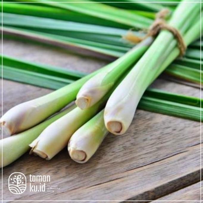 

Terlaris Bibit Tanaman Serai Ngi / Sereh Merah / Tanaman Serai Herbal Istimewa