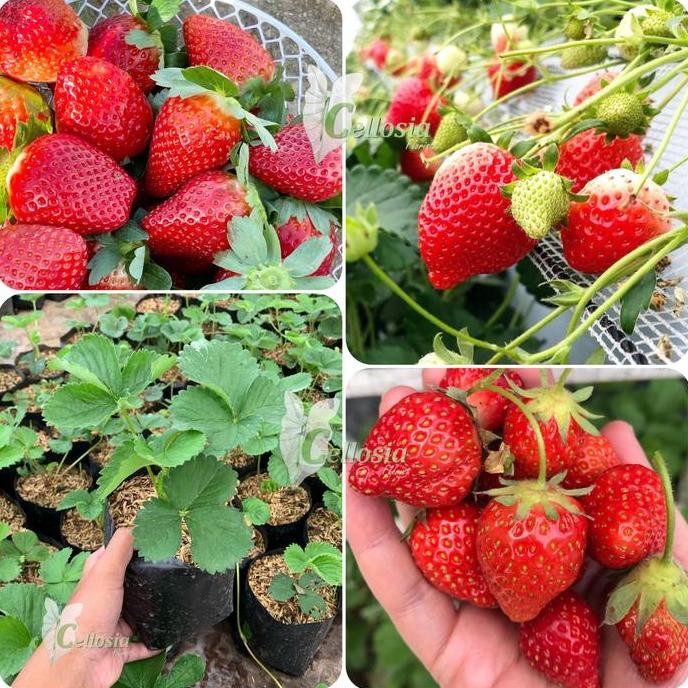 Bibit Tanaman Buah Stroberi Jumbo Stroberi California Cepat Berbuah POLIBAG
