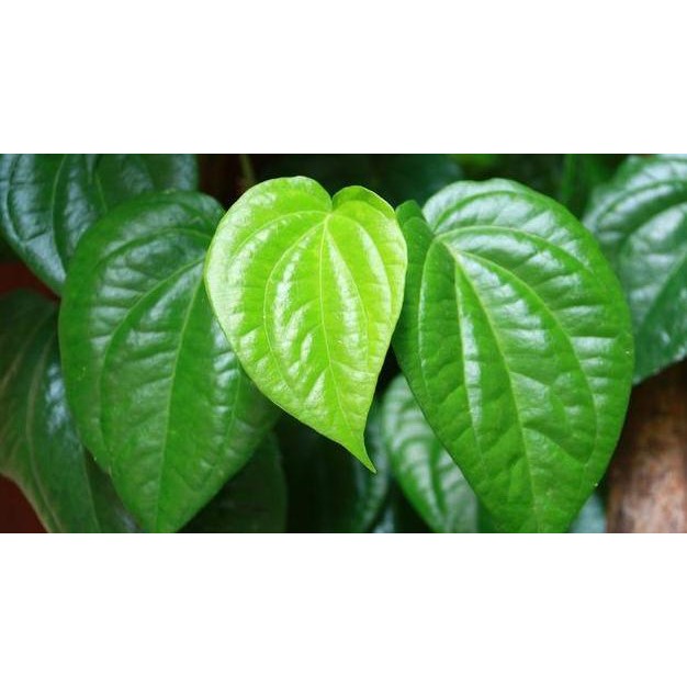 

Terlaris Bibit Sirih Hijau Segar (Obat Herbal)