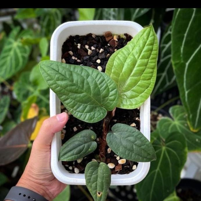 

Terlaris Bibit Tanaman Hias Anthutium Sirih Radicans Daun 2 Samapi 3 Daun