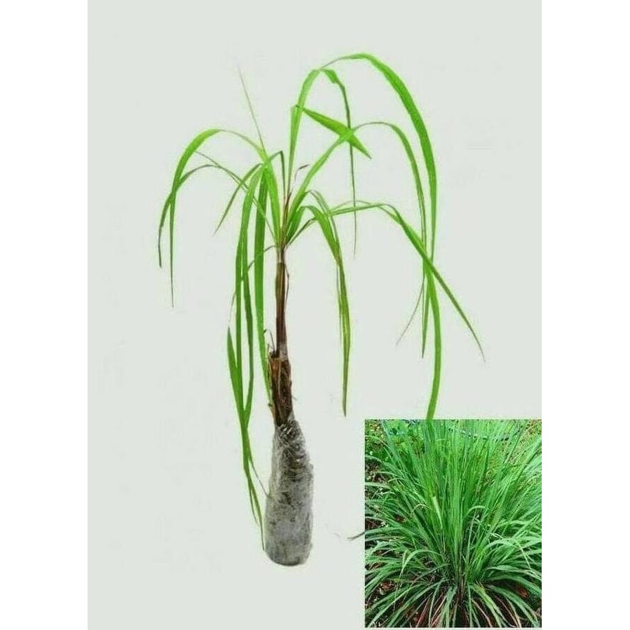 

Terlaris Siap Tanam Unggulan! Jual 10 Bibit Tanaman Sereh Wangi Banyak Khasiat