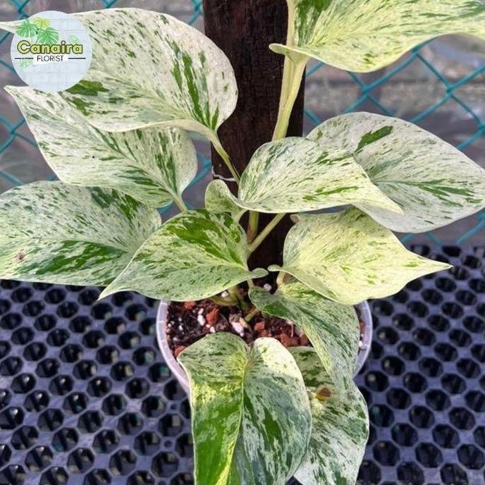 

Terlaris Bibit Tanaman Hias Rambat Sirih Marble