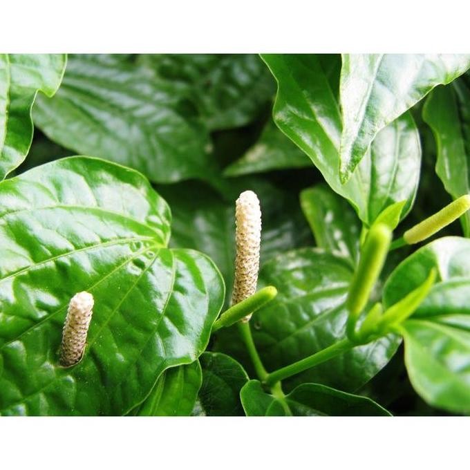 

Terlaris Bibit Tanaman Herbal Sirih Lanang | Suruh Lanang - Siap Tanam