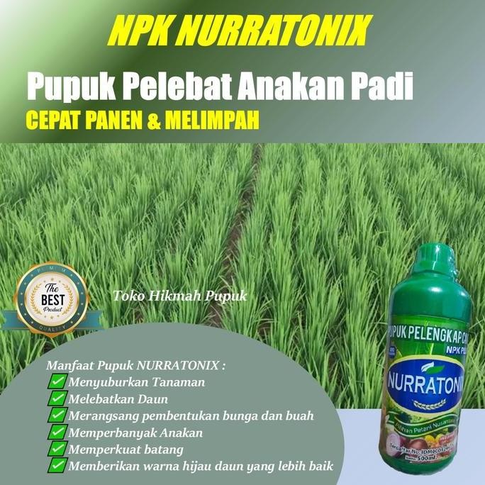 

Terlaris Pupuk Pelebat Anakan Padi Nurratonix Isi 500 Ml Pupuk Cair Untuk Tanaman Padi Biar Lebih Banyak Dan Besar