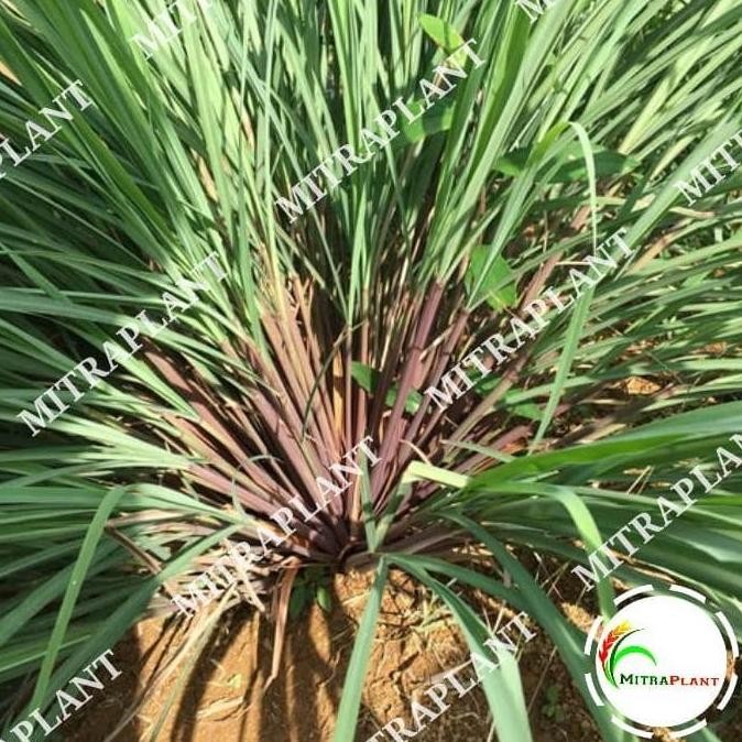 

Terlaris Bibit Tanaman Sereh Wangi Merah - Pohon Akar Serai Bahan Minyak Herbal