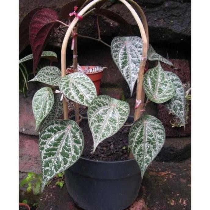 

Terlaris Tanaman + Pot | Bibit Sirih Merah Obat Daun Sirih Merah Piper Ornatum