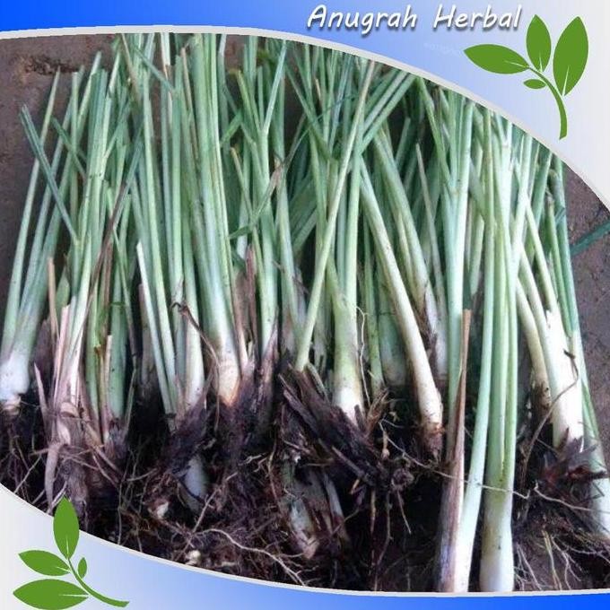 

Terlaris Bibit Tanaman Sereh Sayur Bibit Daun Sereh Sayur Herbal