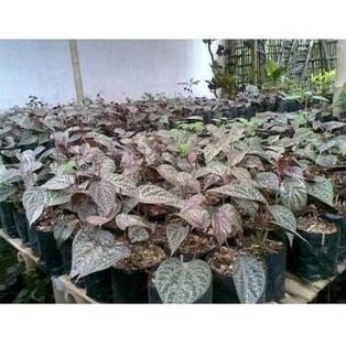 

Terlaris Vy12 Bibit Tanaman Suruh Sirih Merah