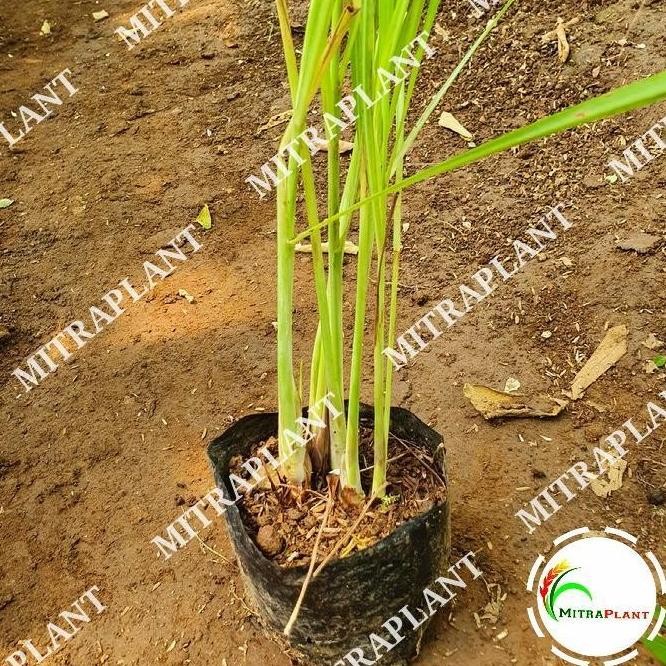 

Terlaris Ankn Bibit Tanaman Sereh Sayur - Pohon Akar Serai Bahan Bumbu Masak