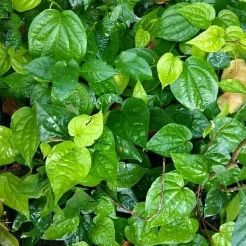 

Terlaris Bibit Tanaman Herbal Daun Sirih Hijau