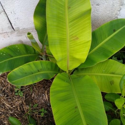 

Terlaris Pohon Bibit Pohon Pisang Raja Sereh 50Cm