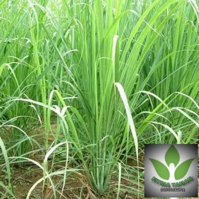 Terlaris Bibit Tanaman Sereh - Serai Tanaman Bumbu Dapur