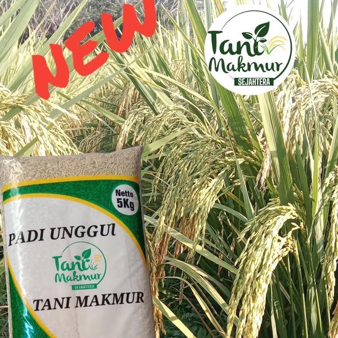 

Terlaris Benih Padi Sigupai Ua 11 Kemasan 5Kg