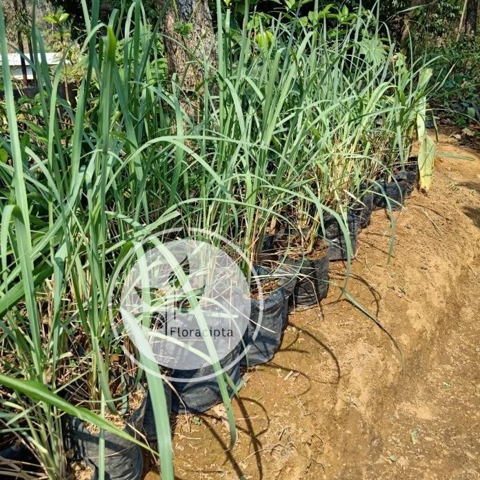 

Terlaris Bibit Pohon Sereh - Tanaman Sereh Rempah Untuk Masak Barang Super