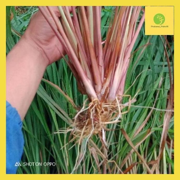 

Terlaris Putw* Sereh Merah 500 Gram Bibit Serey Wangi