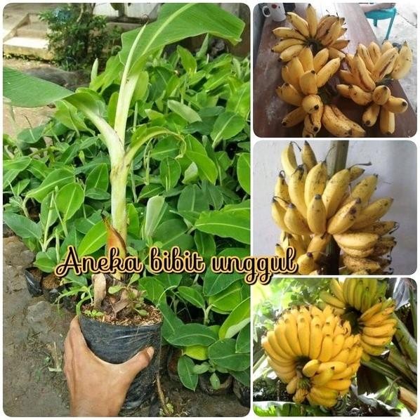 

Terlaris Bibit Pisang Raja Sereh Atau Raja Sere Atau Pisang Susu Aneka Bibit Unggul