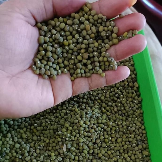 

Terlaris Biji Kacang Hijau 1 Kg Ijo Baru Panen Organik Super Food Multivitamin