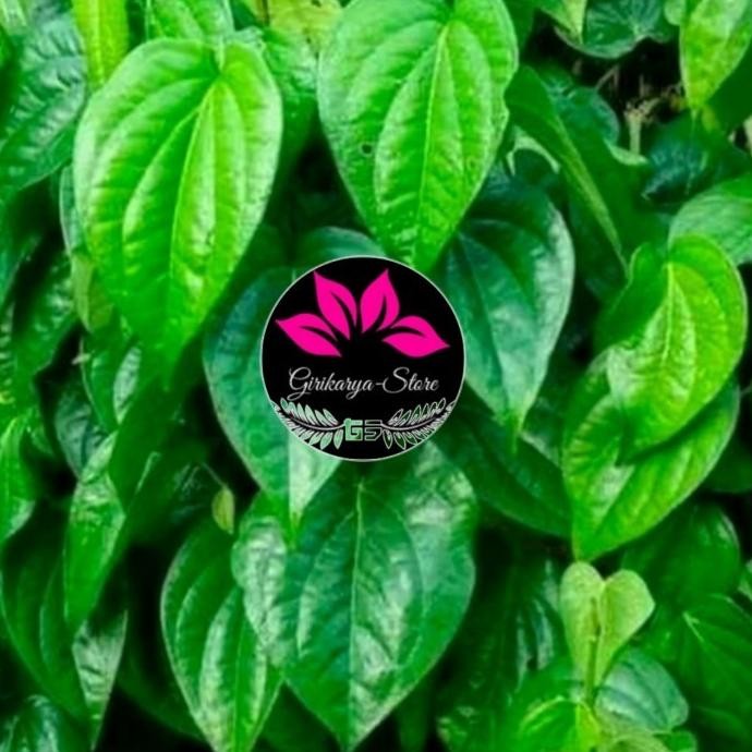 

Terlaris Bibit Stek Sirih Hijau - Stek Suruh Hijau