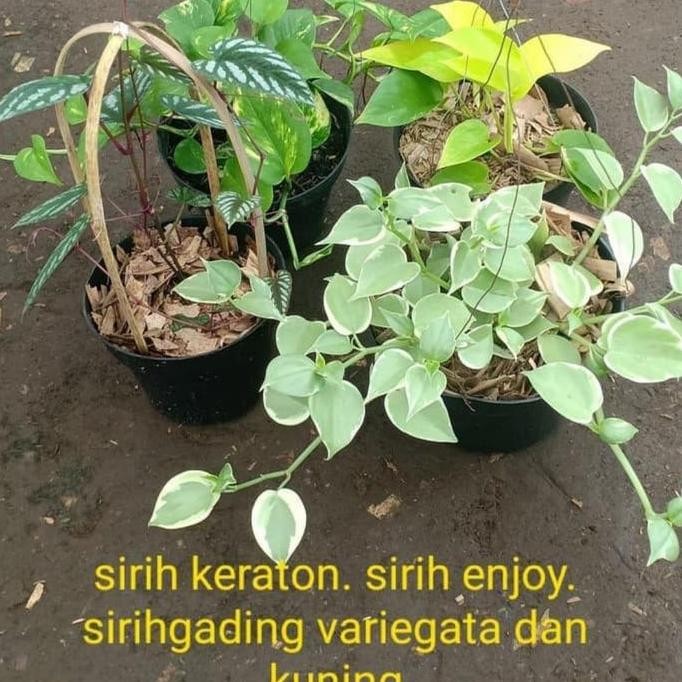 

Terlaris Promo!! 4 Bibit Pohon Tanaman Hias Sirih Gading-Enjoy-Kuning-Variegata