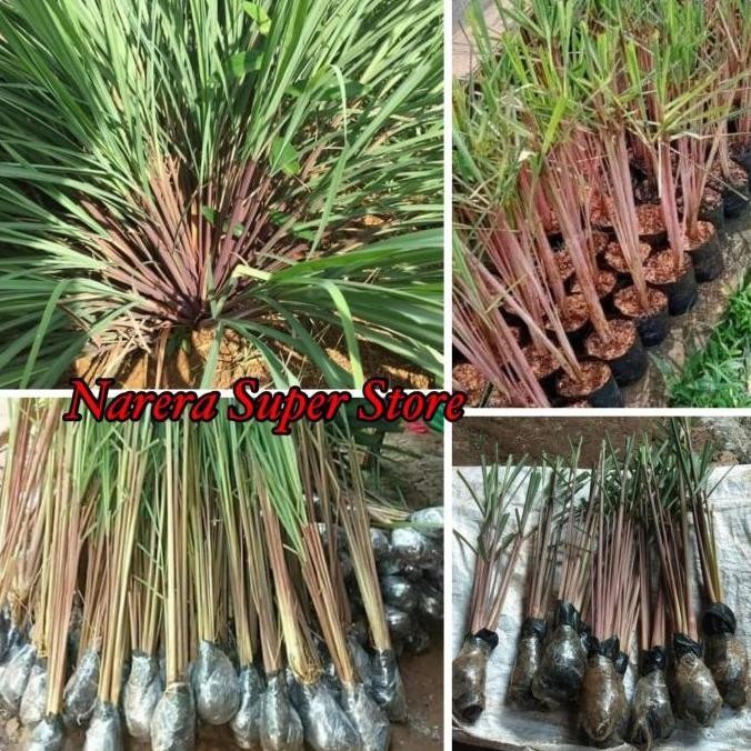 

Terlaris Ankn Bibit Sereh Merah Lanang Serai Sere Wangi Tanaman Obat Herbal Alami