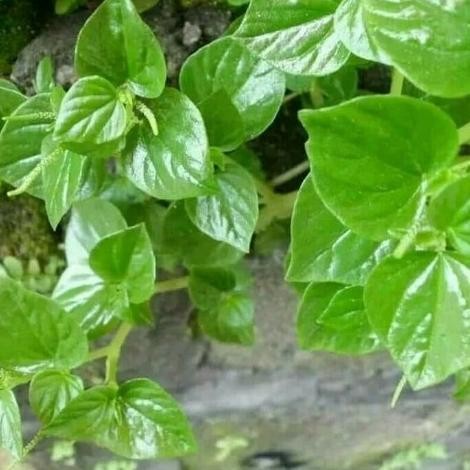 

Terlaris Daun Sirih Cina Ketumpang / Daun Suruhan Segar, Per 200Gram Bibit Tanaman Super Unggul Asli Original