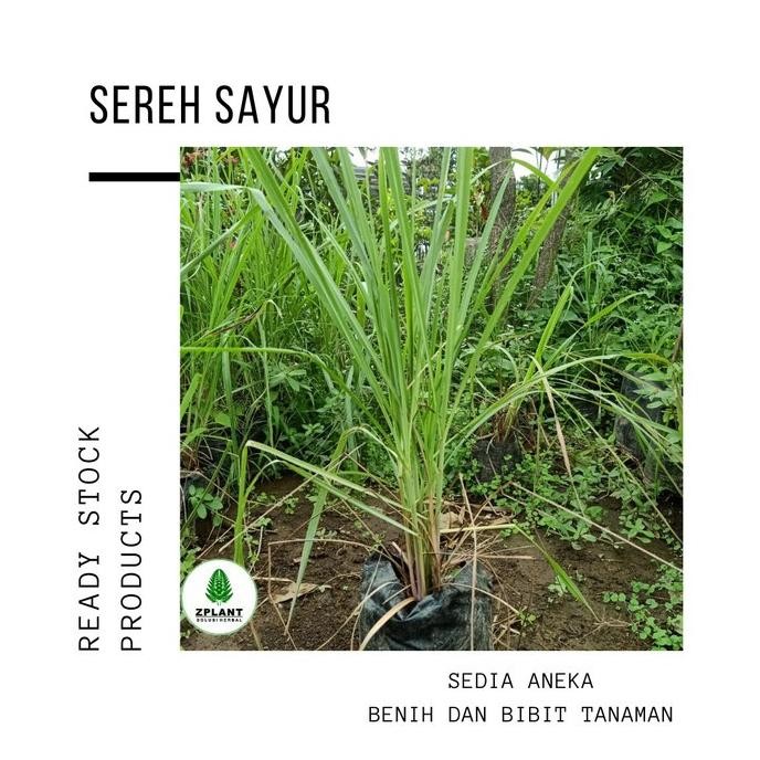 

Terlaris Tanaman Sereh Bumbu Masak - Bibit Serai Pohon - Sudah Berakar Istimewa