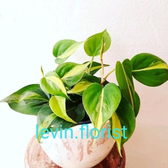 

Terlaris Sirih Brazil Kuning / Bibit Tanaman Hias Bunga Rambat Merambat