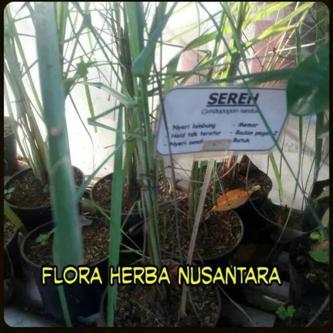 

Terlaris Tanaman Pohon Tumbuhan Bibit Obat Daun Sereh Wangi Serai Sere Jamu