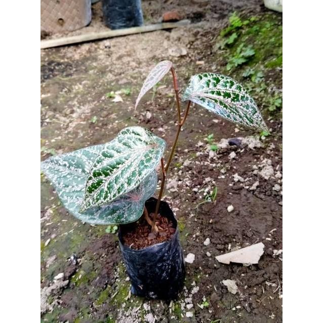 

Terlaris Bibit Tanaman Herbal Sirih Merah Irmyvg 9071Vc