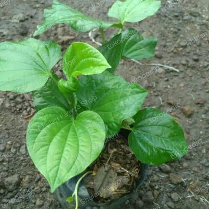 

Terlaris Bibit Sirih Karuk Asli Sirih Tanah Panjang 30 Cm Untuk Obat Herbal