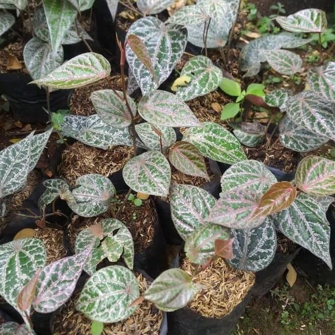

Terlaris Bibit Pohon Daun Sirih Merah - Tanaman Rambat Herbal - S Fbmuag 9415Wg