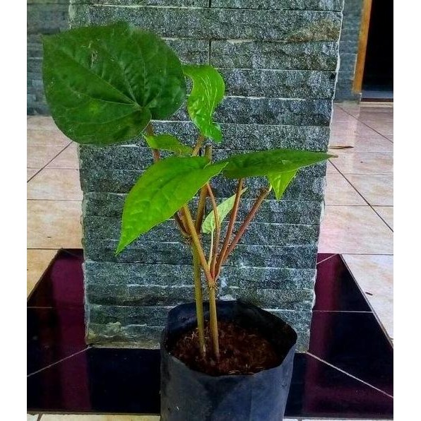 

Terlaris Bibit Tanaman Daun Sirih Hijau -Obat Herbal