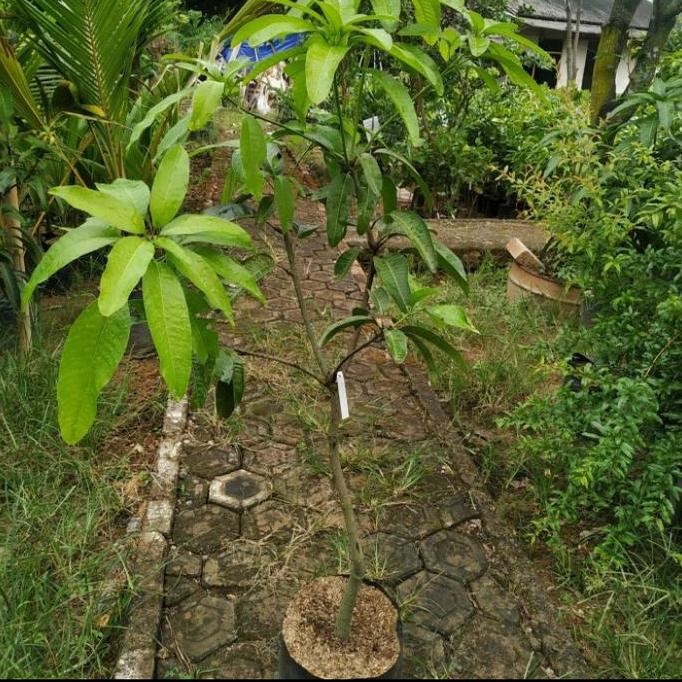 bibit tanaman buah mangga chokanan 1 meter unggul PREMIUM