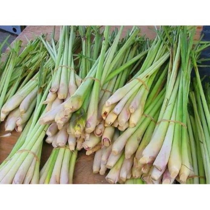 

Terlaris Bibit Sereh Merah Bibit Sereh Wangi Bibit Tanaman Perbatang Bumbu Masak Termurah