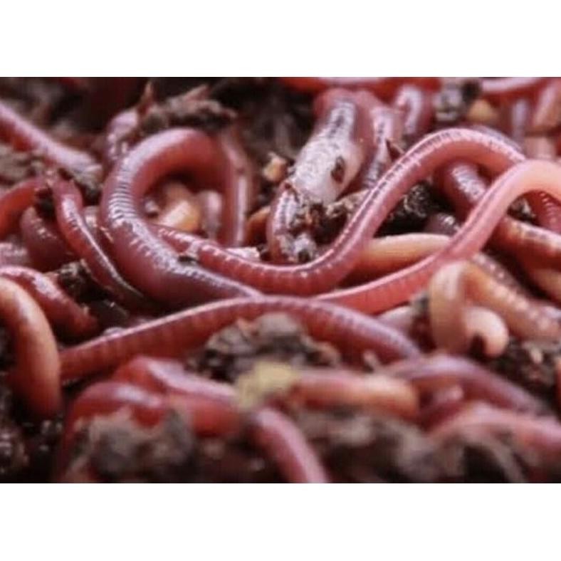 Ready Cacing Tanah Hidup Lumbricus Rubellus Pakan Hidup Ikan Umpan Pancing Makanan Ikan Predator Tin