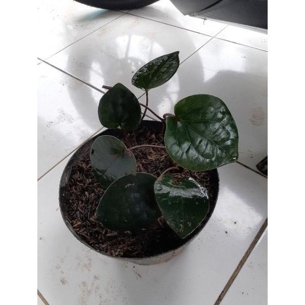 

Terlaris Bibit Sirih Hitam Asli Hutan Ihnfdm 3460Td