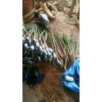 

Terlaris (Promo) Bibit Tanaman Sereh Ngi/Sereh Merah Asli Bestseller