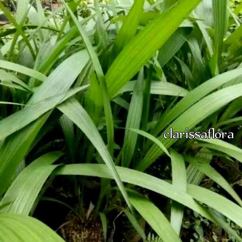 Anggrek Tanah Putih - Tanaman Hias Anggrek