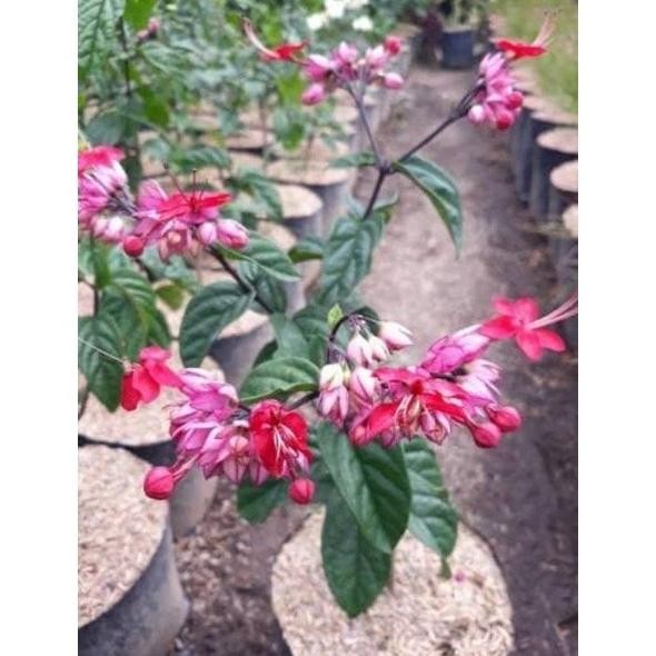 

Terlaris Bibit Tanaman Bunga Nona Makan Sirih/Bunga Rambat Kawdge 8273Cm