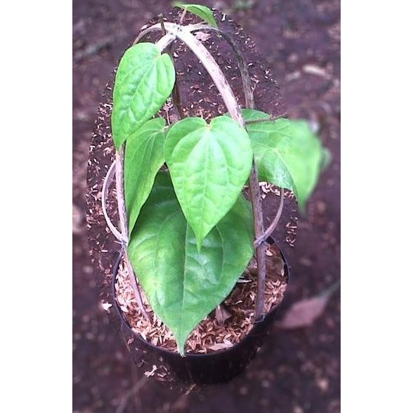 

Terlaris Bibit Tanaman Daun Sirih/Pohon Sirih/Sirih Hijau Nrhxco 9431Hz