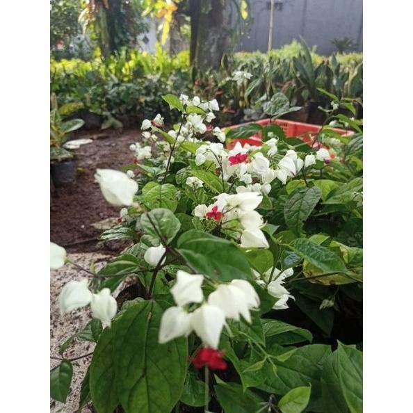 

Terlaris Bibit Bunga Nona Makan Sirih ( Clerodendrum Thomsoniae ) Talryo 6530Xx