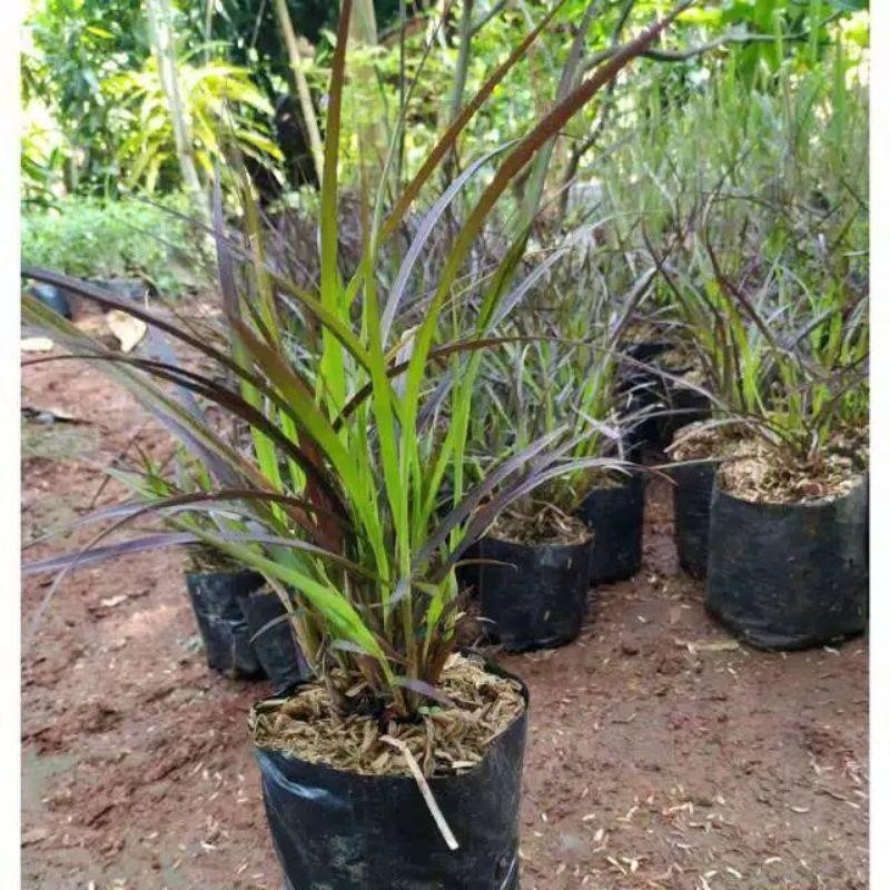 Tanaman Hias Alang-Alang Merah (Dekorasi Taman Alang-Alang Merah)