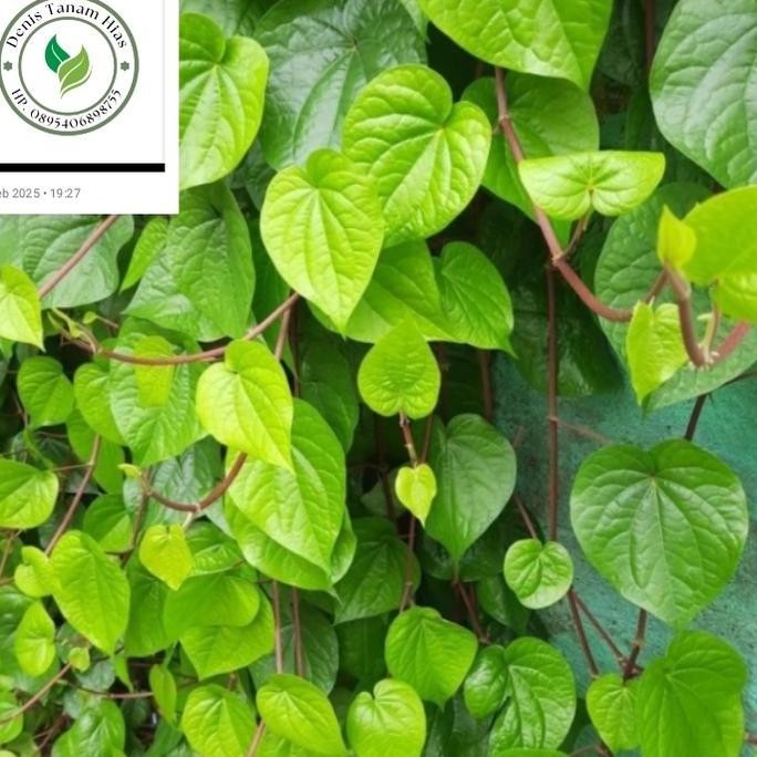 

Terlaris Tanaman Herbal Sirih Hijau - Bibit Pohon Herbal Sirih