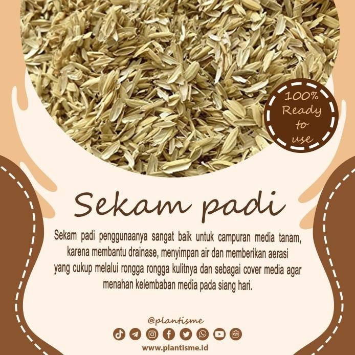 

Terlaris Fermented Rice Hull | Sekam Mentah Gabah Padi | Media Tanam Metan Mix