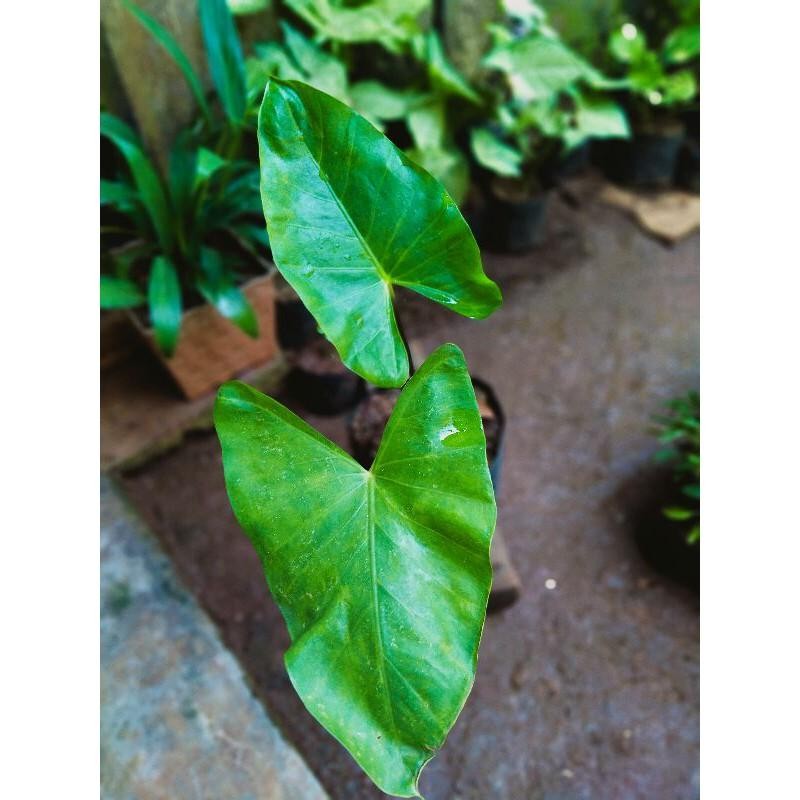 Tanaman Sente Batang Hitam ( Pohon Sente Hitam)