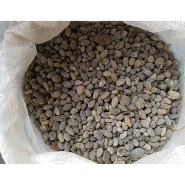 

Terlaris Media Tanam Pupuk Kandang Kambing Bulat Utuh Karung