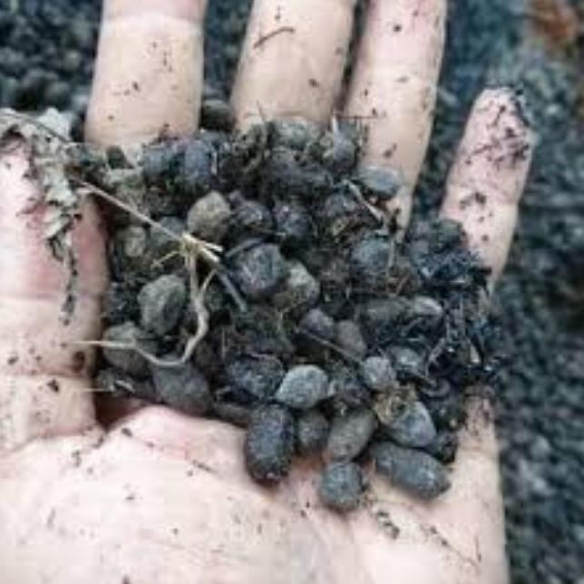 

Terlaris Kemasan 1 Kg Pupuk Kandang Kambing / Pupuk Kotoran Kambing Murni