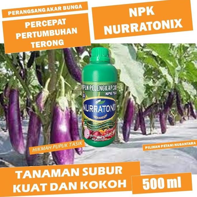 

Terlaris Rekomended Pupuk Pelebat Tanaman Terong Paling Ampuh - Npk Nurratonix 500Ml - Obat Semprot Penyubur Terong Terbaik Dan Terlaris
