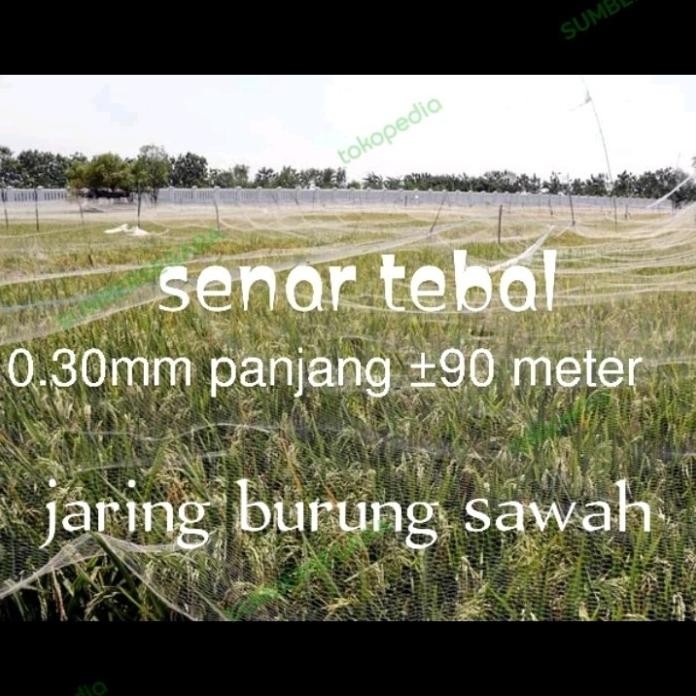 

Terlaris Jaring Burung Sawah P90M Senar Paling Tebal 0.30 Jaring Padi Jaring